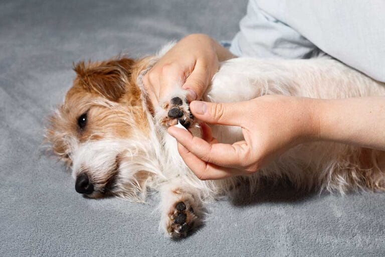 Dog nail care services in Reading