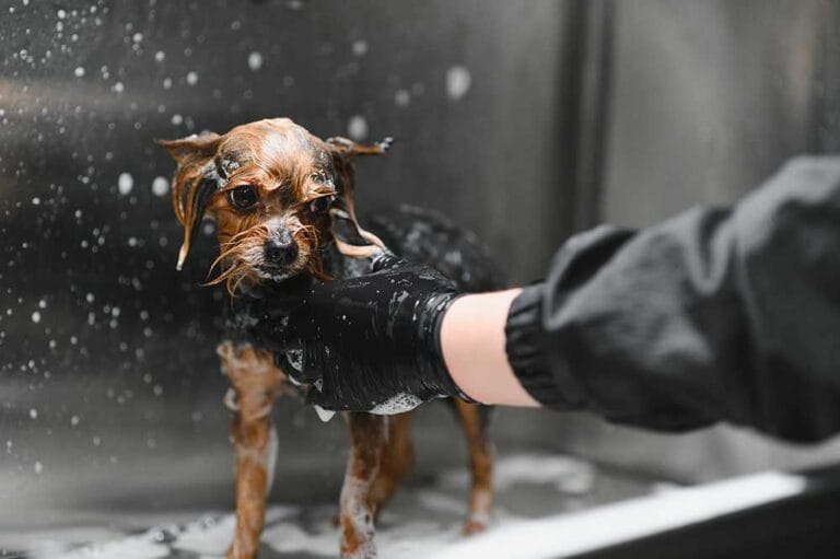 Professional dog grooming services in Reading